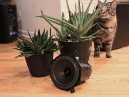 Tabby cat standing beside potted succulents and a black subwoofer speaker.